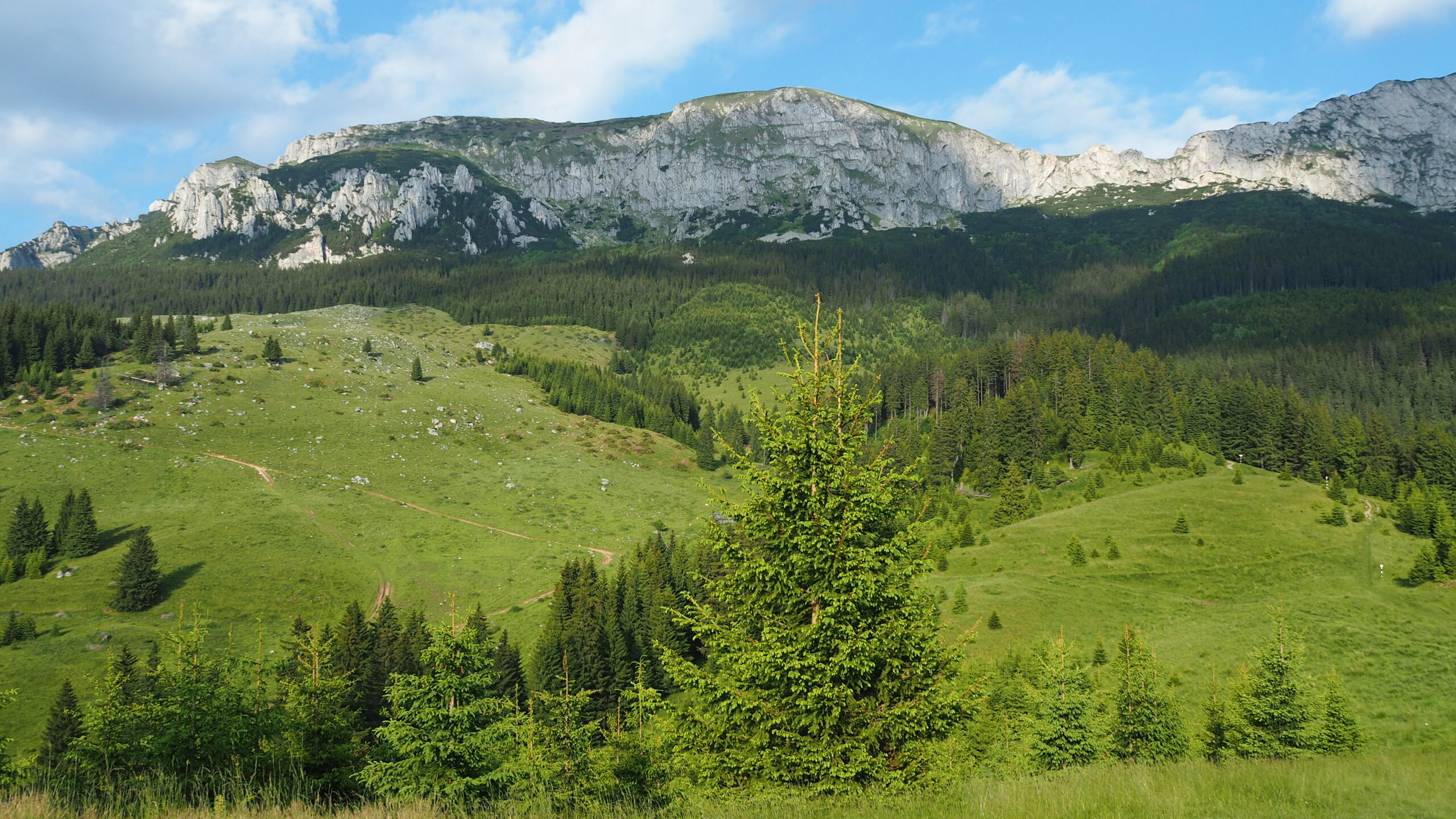 Bucșa Strunga Bătrâna